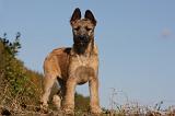 BOUVIER DES ARDENNES 272